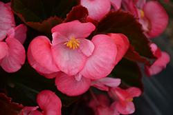 Senator IQ Deep Rose (Begonia 'Senator IQ Deep Rose') at A Very Successful Garden Center