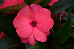 Magnum Hot Pink New Guinea Impatiens (Impatiens 'Magnum Hot Pink') at A Very Successful Garden Center