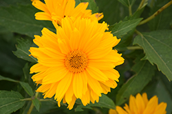 Sweet Sunshine False Sunflower (Heliopsis helianthoides 'Sweet Sunshine') at Stonegate Gardens