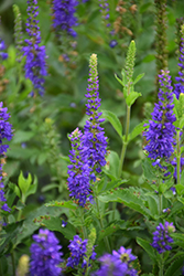 Ronica Blue Speedwell (Veronica 'Ronica Blue') at A Very Successful Garden Center