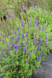 Ronica Blue Speedwell (Veronica 'Ronica Blue') at A Very Successful Garden Center