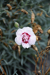 Scent From Heaven Angel Of Virtue Pinks (Dianthus 'Angel of Virtue') at A Very Successful Garden Center