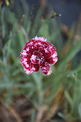 Scent From Heaven Angel Of Forgiveness Pinks (Dianthus 'Angel of Forgiveness') at Stonegate Gardens