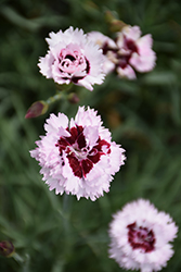 Scent From Heaven Angel Of Enlightenment Pinks (Dianthus 'Angel of Enlightenment') at Lakeshore Garden Centres