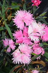 Supra Pink Pinks (Dianthus 'Supra Pink') at Stonegate Gardens