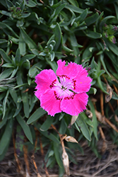 Mountain Frost Rose Bouquet Pinks (Dianthus 'KonD1044K2') at Lakeshore Garden Centres