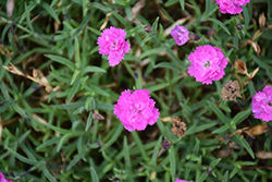 Mountain Frost Pink PomPom Pinks (Dianthus 'KonD1014K3') at Lakeshore Garden Centres