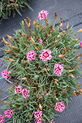 EverLast Red plus Pink Pinks (Dianthus 'EverLast Red plus Pink') at Stonegate Gardens