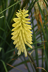Pineapple Popsicle Torchlily (Kniphofia 'Pineapple Popsicle') at Lakeshore Garden Centres