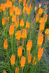 Mango Popsicle Torchlily (Kniphofia 'Mango Popsicle') at A Very Successful Garden Center
