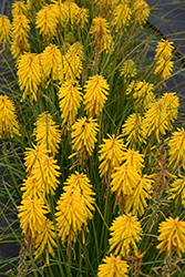 Banana Popsicle Torchlily (Kniphofia 'Banana Popsicle') at A Very Successful Garden Center