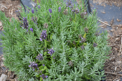 Mini Blue Lavender (Lavandula angustifolia 'Mini Blue') at Lakeshore Garden Centres