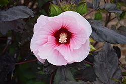 Carousel Pink Candy Hibiscus (Hibiscus moscheutos 'Tahi12') at A Very Successful Garden Center