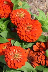 Magellan Scarlet Zinnia (Zinnia 'Magellan Scarlet') at A Very Successful Garden Center