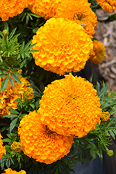 Antigua Orange Marigold (Tagetes erecta 'Antigua Orange') at Lakeshore Garden Centres