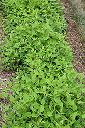 Golden Wax Bean (Phaseolus acutifolius) at A Very Successful Garden Center
