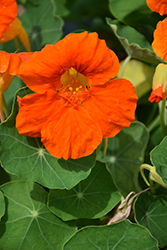 Tip Top Orange Nasturtium (Tropaeolum majus 'Tip Top Orange') at A Very Successful Garden Center