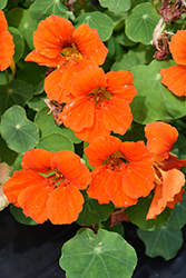 Tip Top Orange Nasturtium (Tropaeolum majus 'Tip Top Orange') at A Very Successful Garden Center