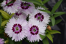 Chinese Pink (Dianthus chinensis) at Lakeshore Garden Centres