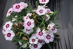 Chinese Pink (Dianthus chinensis) at A Very Successful Garden Center