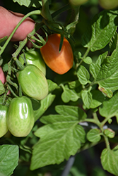 Valentine Tomato (Solanum lycopersicum 'Valentine') at A Very Successful Garden Center