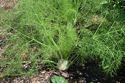 Antares Fennel (Foeniculum vulgare 'Antares') at A Very Successful Garden Center