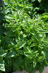 Dolce Fresca Basil (Ocimum basilicum 'Dolce Fresca') at A Very Successful Garden Center