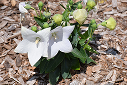 Pop Star White Balloon Flower (Platycodon grandiflorus 'Pop Star White') at Golden Acre Home & Garden