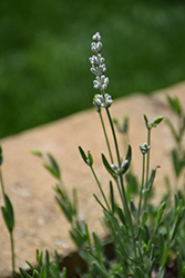 Sentivia Silver Lavender (Lavandula angustifolia 'Sentivia Silver') at Stonegate Gardens