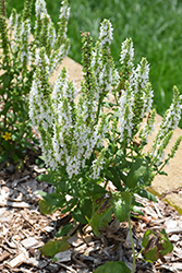 Merleau White Sage (Salvia 'Merleau White') at A Very Successful Garden Center