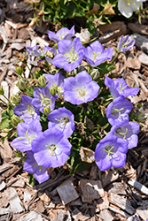 Pristar Light Blue Bellflower (Campanula carpatica 'Pristar Light Blue') at A Very Successful Garden Center