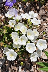 Pristar White Bellflower (Campanula carpatica 'Pristar White') at Lakeshore Garden Centres