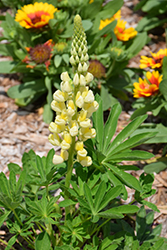 Lupini Yellow Shades Lupine (Lupinus polyphyllus 'Lupini Yellow Shades') at A Very Successful Garden Center