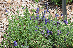 Aromatico Blue Lavender (Lavandula angustifolia 'Lablusa') at Stonegate Gardens
