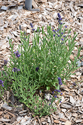 Sentivia Early Blue Lavender (Lavandula angustifolia 'Sentivia Early Blue') at Lakeshore Garden Centres