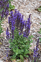 Blue Queen Sage (Salvia nemorosa 'Blaukonigin') at Stonegate Gardens