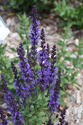 Blue Queen Sage (Salvia nemorosa 'Blaukonigin') at A Very Successful Garden Center