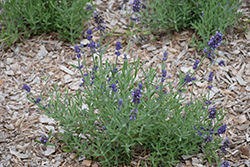 Sentivia Blue Lavender (Lavandula angustifolia 'Sentivia Blue') at Lakeshore Garden Centres