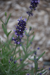 Sentivia Blue Lavender (Lavandula angustifolia 'Sentivia Blue') at Lakeshore Garden Centres