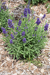 Aromatico Blue Compact Lavender (Lavandula angustifolia 'Laaz00004') at Lakeshore Garden Centres