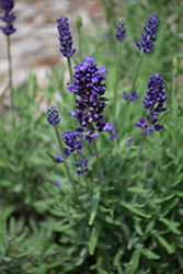 Aromatico Blue Compact Lavender (Lavandula angustifolia 'Laaz00004') at A Very Successful Garden Center