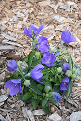 Twinkle Blue Balloon Flower (Platycodon grandiflorus 'Twinkle Blue') at A Very Successful Garden Center
