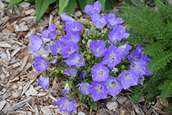 Pristar Deep Blue Bellflower (Campanula carpatica 'Pristar Deep Blue') at A Very Successful Garden Center