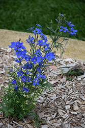 Delfix Blue Larkspur (Delphinium grandiflorum 'Delfix Blue') at A Very Successful Garden Center