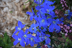 Delfix Blue Larkspur (Delphinium grandiflorum 'Delfix Blue') at A Very Successful Garden Center