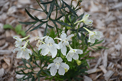 Delfix White Larkspur (Delphinium grandiflorum 'Delfix White') at Lakeshore Garden Centres
