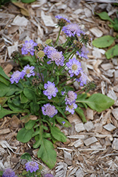 Ritz Blue Pincushion Flower (Scabiosa japonica 'Ritz Blue') at Lakeshore Garden Centres
