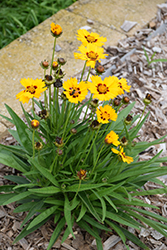 Andiamo Yellow Red Tickseed (Coreopsis 'Andiamo Yellow Red') at A Very Successful Garden Center