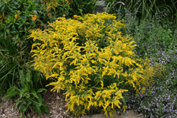 Golden Baby Goldenrod (Solidago 'Goldkind') at A Very Successful Garden Center