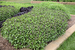 Cinnamon Basil (Ocimum basilicum 'Cinnamon') at A Very Successful Garden Center
